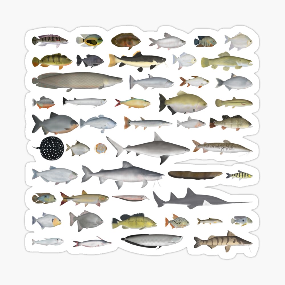 River Basin Fish Group Poster for Sale by fishfolkart
