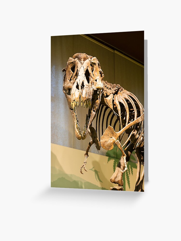 Tyrannosaurus Rex Old t-rex skeleton in Greeting