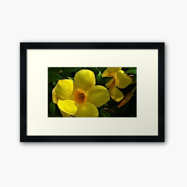 Wonderful yellow Daffodils Flowers Framed Art Print