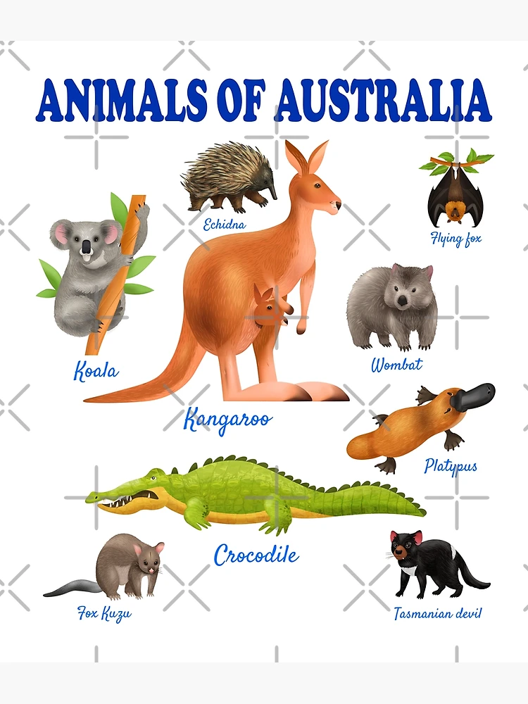 Animals of australia | educational australian animals