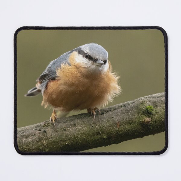 Item preview, Fluffed up Nuthatch designed and sold by JLP ARTWORKS.