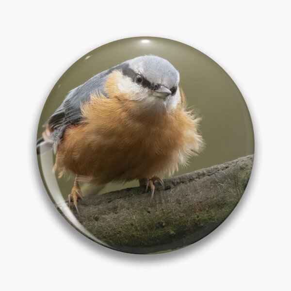 Item preview, Fluffed up Nuthatch designed and sold by JLP ARTWORKS.
