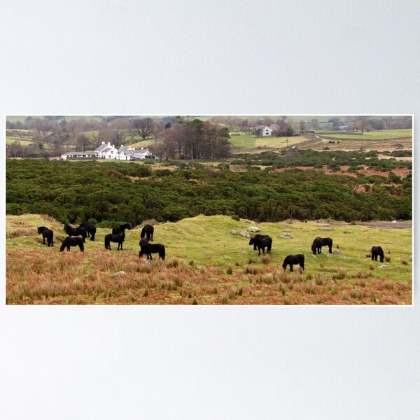 Item preview, Cumbrian Fell Ponies designed and sold by AngelaKirby.
