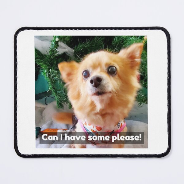 Item preview, Pomchi asking for some of what you're eating and some attention. My baby passed away. designed and sold by Lisaarts.