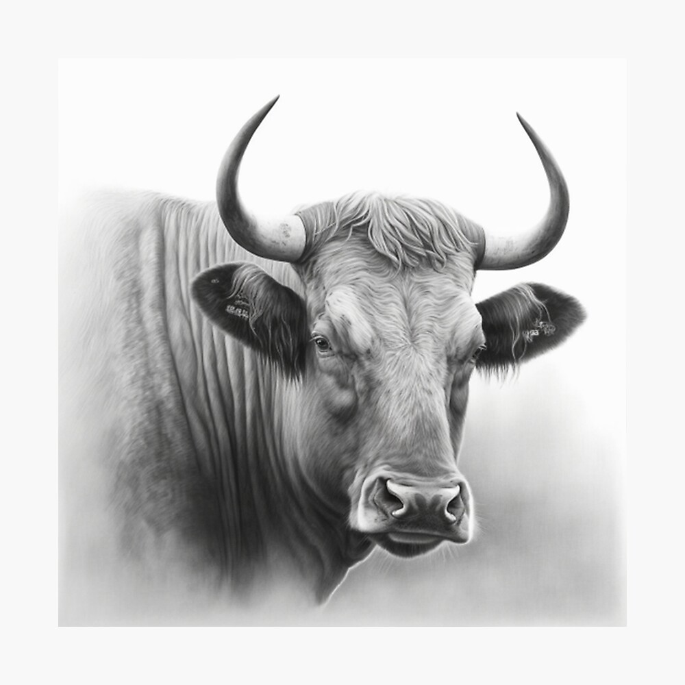 Bull head sketch skull with horns in black outline art