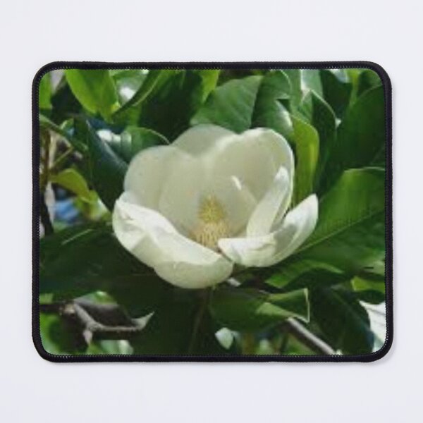 Item preview, Unbelievable Evergreen Magnolia designed and sold by WinningWorld.