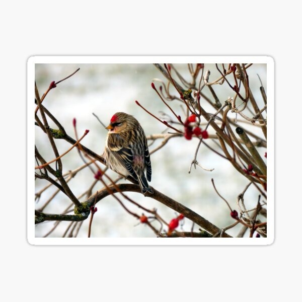 Common Redpoll on Bush with Red Berries Sticker