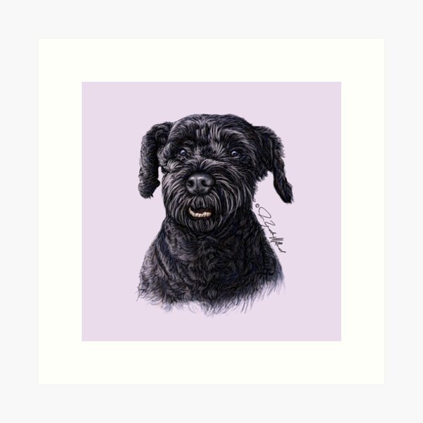 Black Schnauzer Dog drawing by Joan Zander Millard, ZeeeArts Art Print