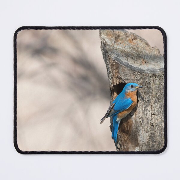 Item preview, Eastern Bluebird designed and sold by Puttaswamy Ravishankar.