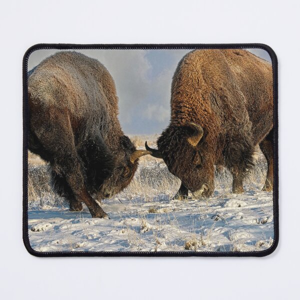 Item preview,  A fight between Two Male Bison, American Buffalo in a Snow Field  designed and sold by Rocky Mountain Artistry.