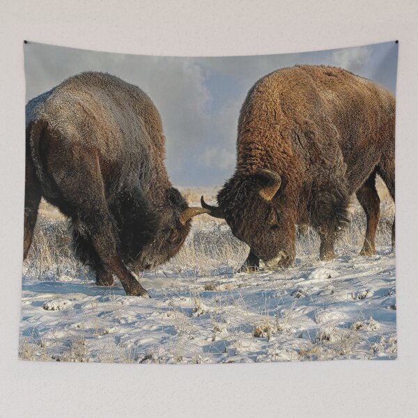 Item preview,  A fight between Two Male Bison, American Buffalo in a Snow Field  designed and sold by Rocky Mountain Artistry.