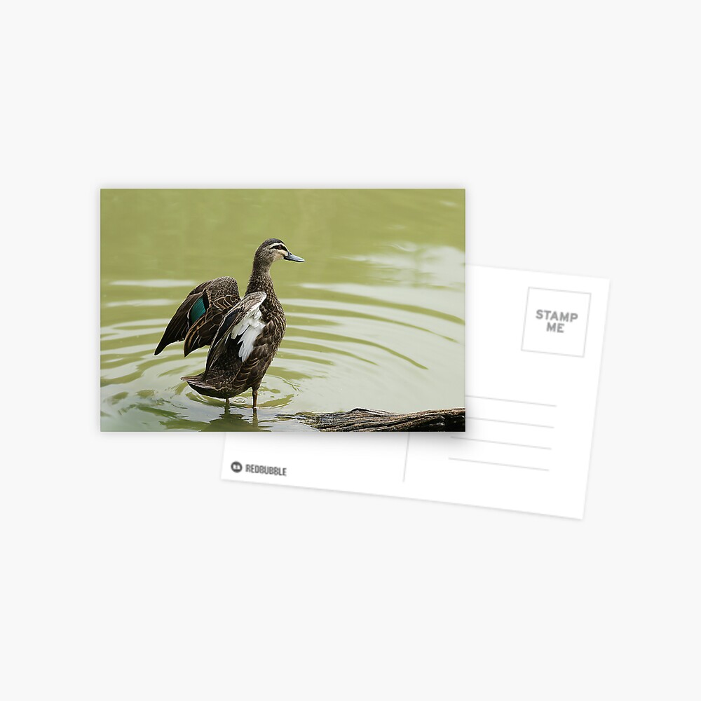 Pacific Black Duck Postcard