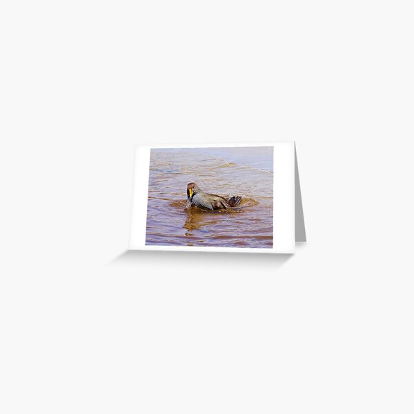 NATIVE-HEN ~ Piyura 4V373SYV by David Irwin ~ WO Greeting Card