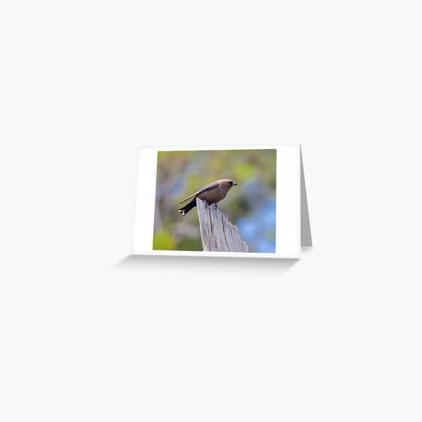 SWALLOW ~ Dusky Woodswallow by David Irwin Greeting Card