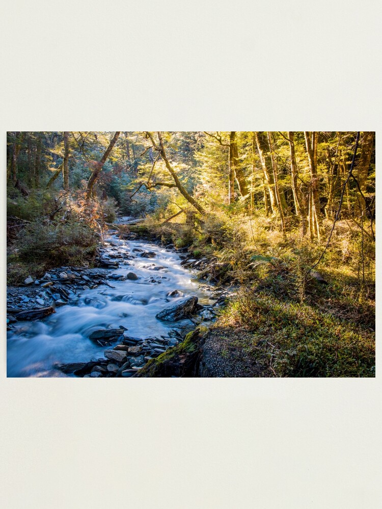 Alternate view of Forest Light Photographic Print
