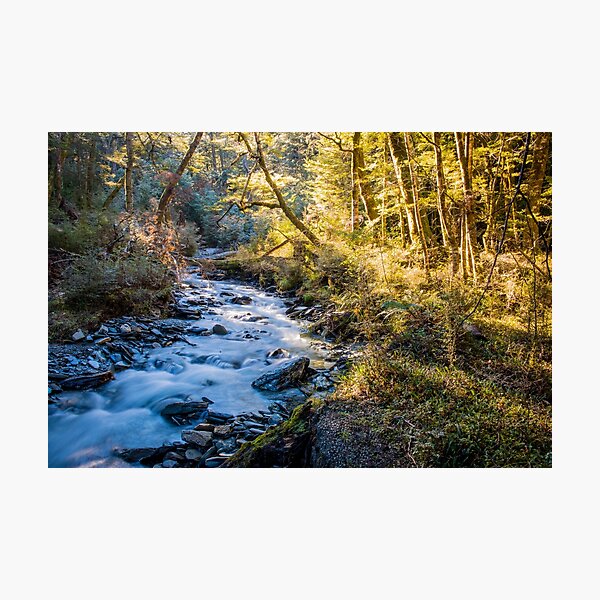Forest Light Photographic Print