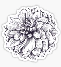 Thomas Edison Dahlia Botanical Illustration in Black and White Sticker