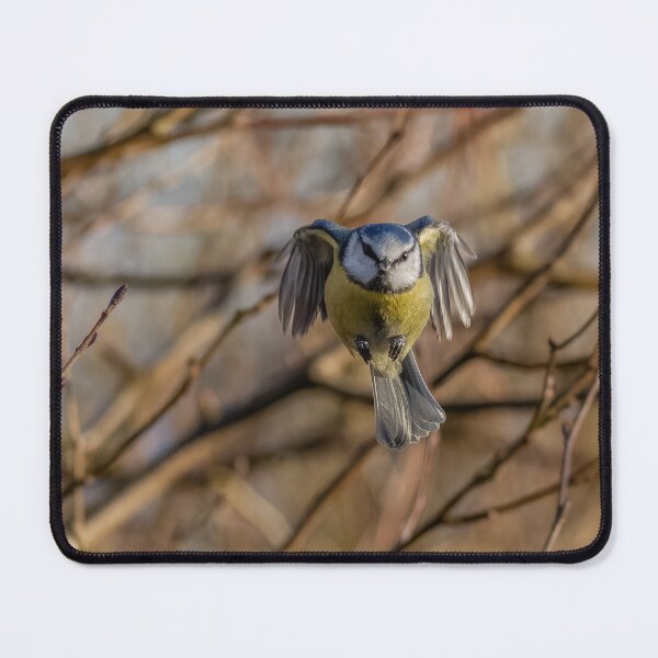 Item preview, blue tit in flight designed and sold by AliMarleyPhoto.