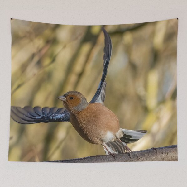 Item preview, Chaffinch take off designed and sold by AliMarleyPhoto.