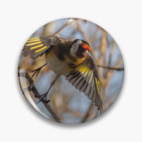 Item preview, Goldfinch take off designed and sold by AliMarleyPhoto.