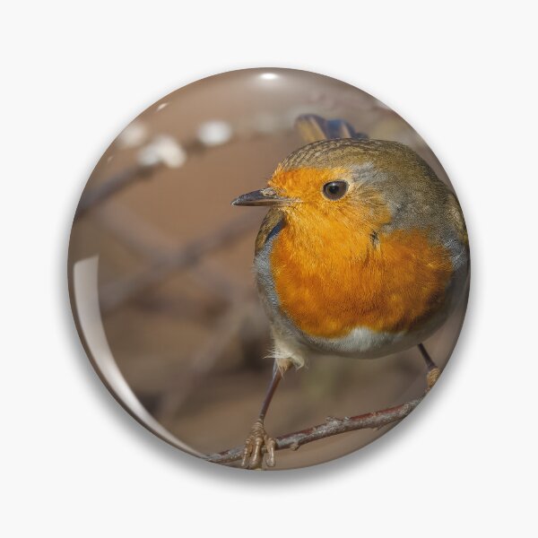 Item preview, robin on a branch designed and sold by AliMarleyPhoto.