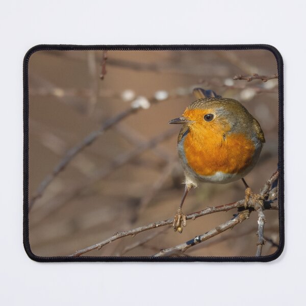 Item preview, robin on a branch designed and sold by AliMarleyPhoto.