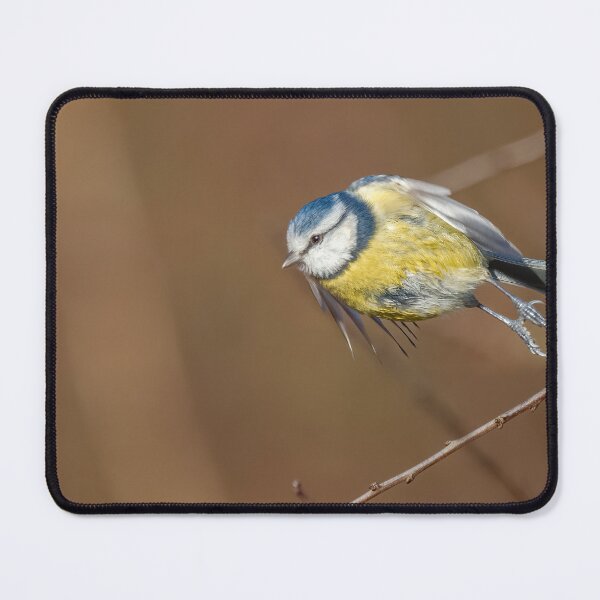 Item preview, Blue tit take off designed and sold by AliMarleyPhoto.