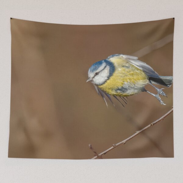 Item preview, Blue tit take off designed and sold by AliMarleyPhoto.
