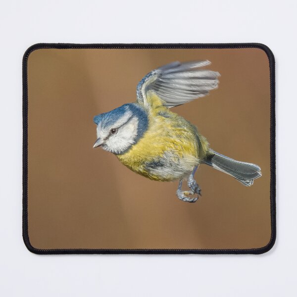 Item preview, Blue tit in flight designed and sold by AliMarleyPhoto.