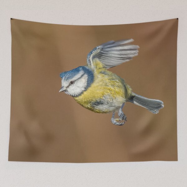 Item preview, Blue tit in flight designed and sold by AliMarleyPhoto.