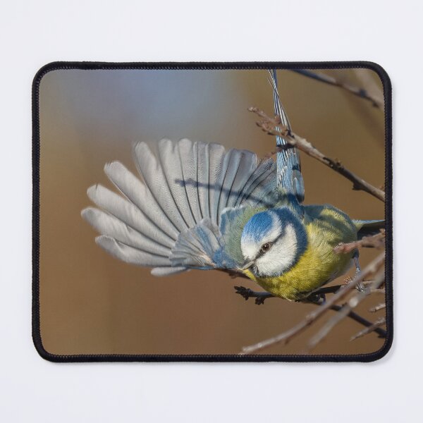 Item preview, Blue tit wing designed and sold by AliMarleyPhoto.