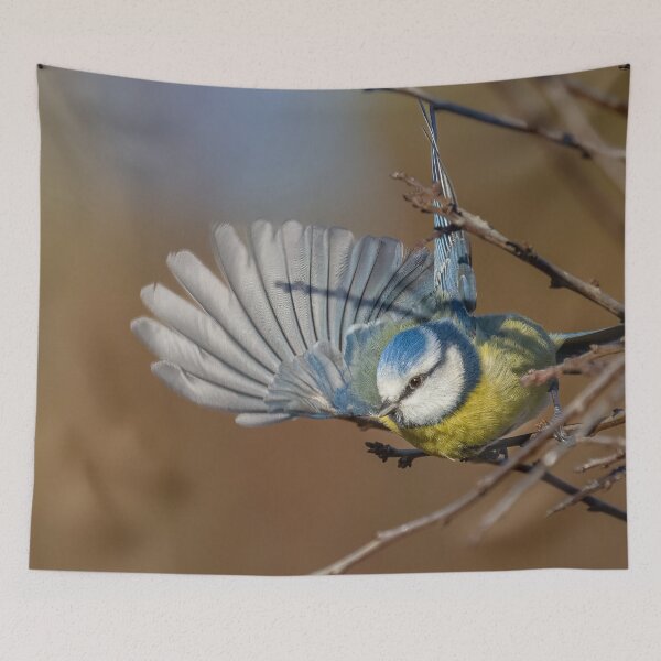 Item preview, Blue tit wing designed and sold by AliMarleyPhoto.