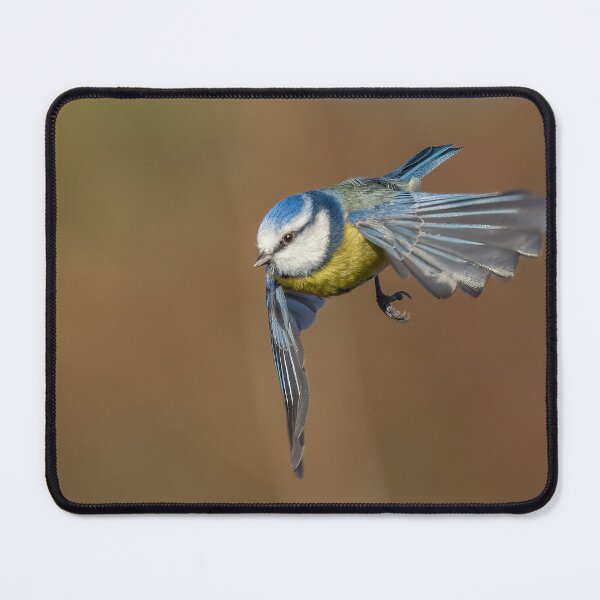 Item preview, Blue tit flight designed and sold by AliMarleyPhoto.