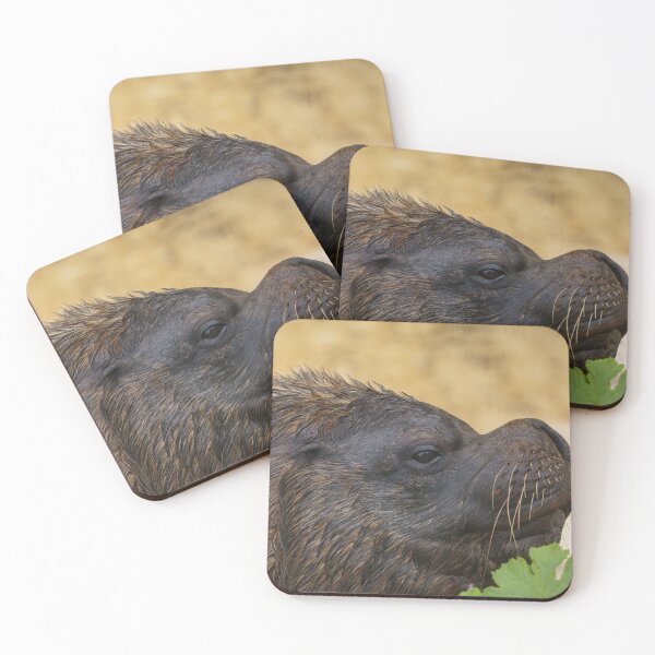 Item preview, South American sea lion bull designed and sold by rawshutterbug.