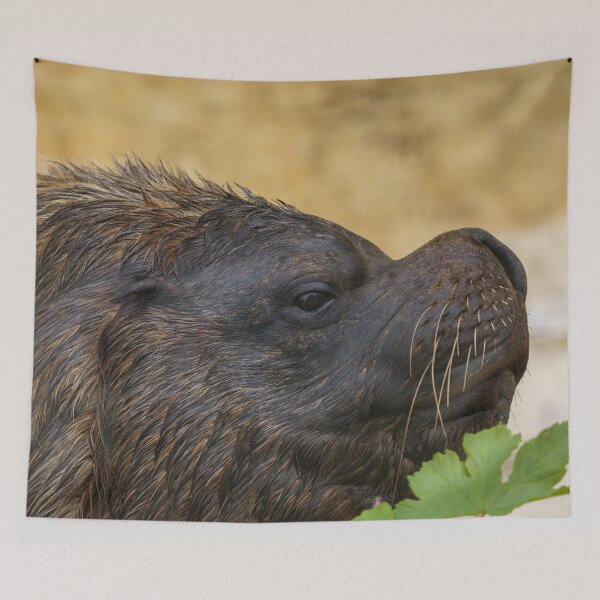 Item preview, South American sea lion bull designed and sold by rawshutterbug.
