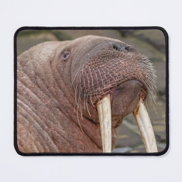 Item preview, Thor The Walrus designed and sold by AliMarleyPhoto.