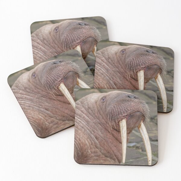 Item preview, Thor The Walrus designed and sold by AliMarleyPhoto.