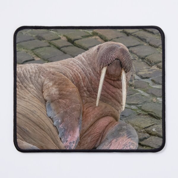 Item preview, Thor the Walrus designed and sold by AliMarleyPhoto.