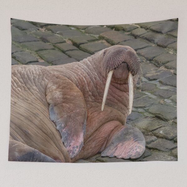 Item preview, Thor the Walrus designed and sold by AliMarleyPhoto.