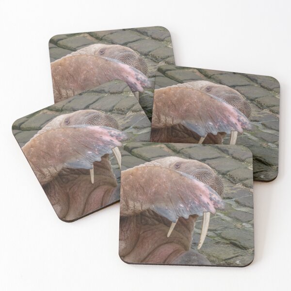 Item preview, peek a boo walrus style designed and sold by AliMarleyPhoto.