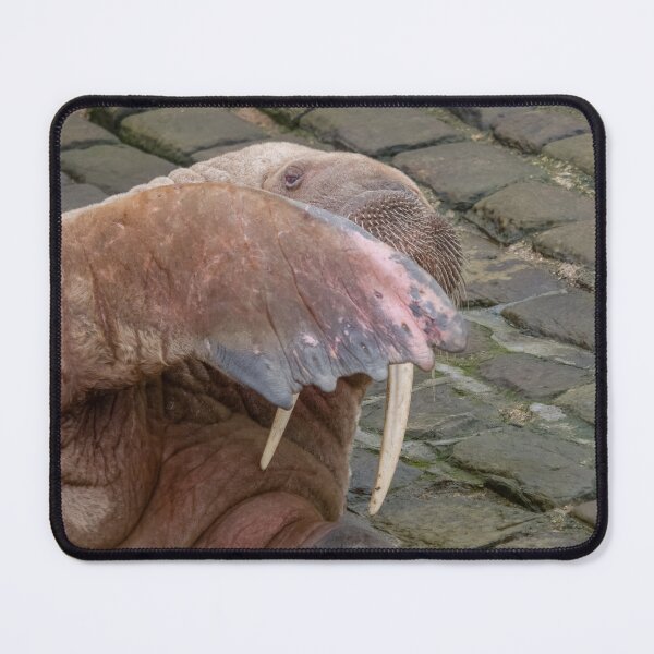 Item preview, peek a boo walrus style designed and sold by AliMarleyPhoto.