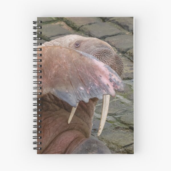Item preview, peek a boo walrus style designed and sold by AliMarleyPhoto.