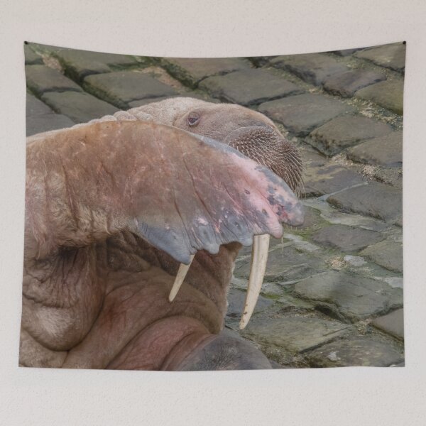 Item preview, peek a boo walrus style designed and sold by AliMarleyPhoto.