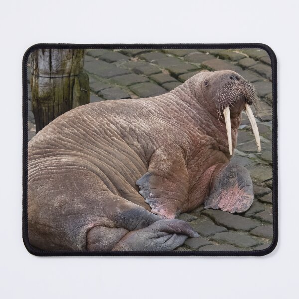 Item preview, Thor the wandering walrus designed and sold by AliMarleyPhoto.