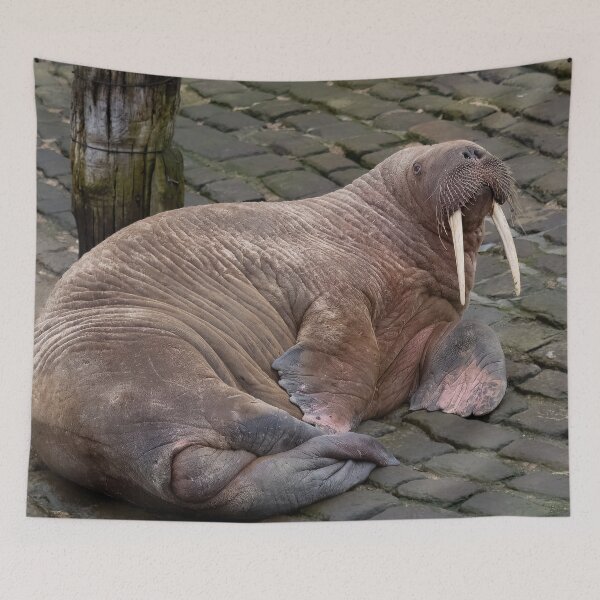 Item preview, Thor the wandering walrus designed and sold by AliMarleyPhoto.