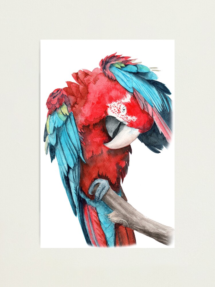 Rougequeue ou perroquet à l'ombre d'une feuille Plexiglas 120x80 cm -  Tirage photo sur