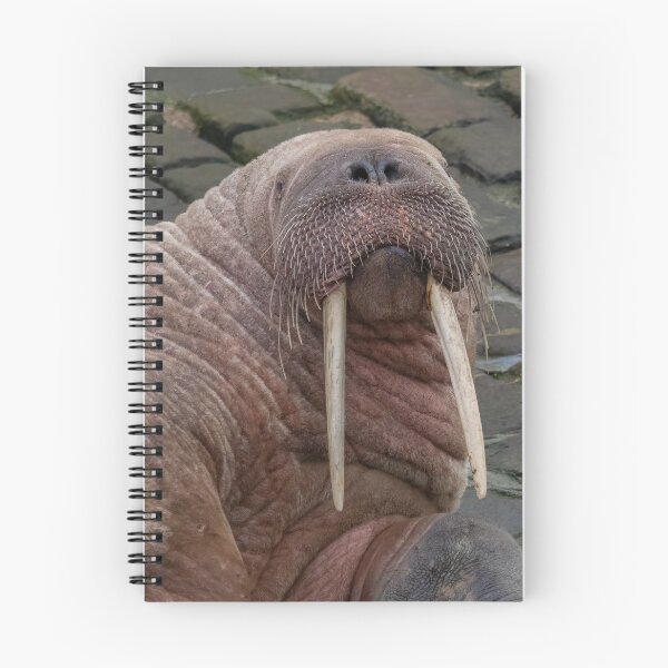 Item preview, Thor the walrus designed and sold by AliMarleyPhoto.