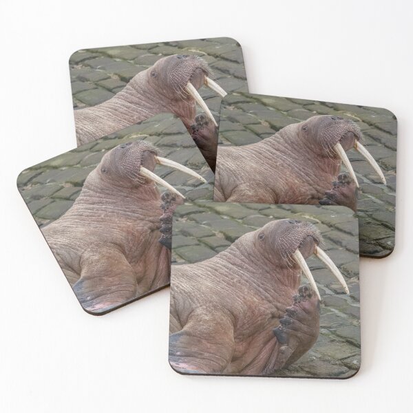 Item preview, Thor the walrus striking a pose designed and sold by AliMarleyPhoto.