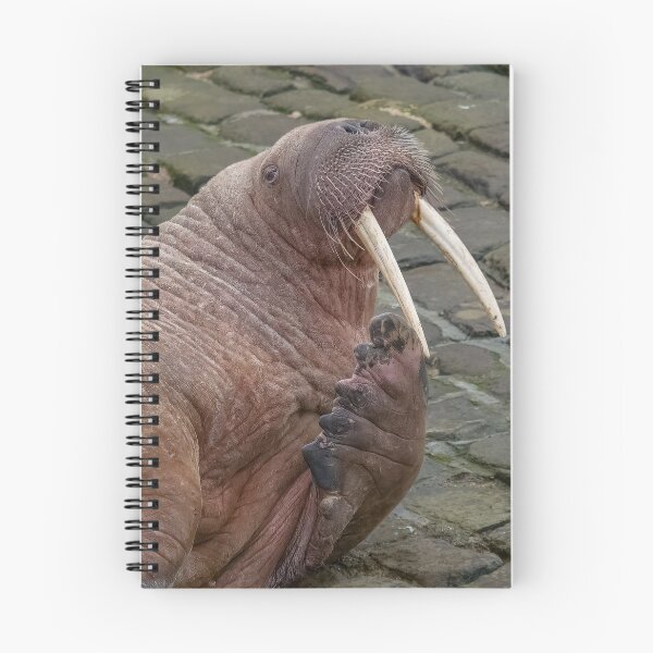 Item preview, Thor the walrus striking a pose designed and sold by AliMarleyPhoto.