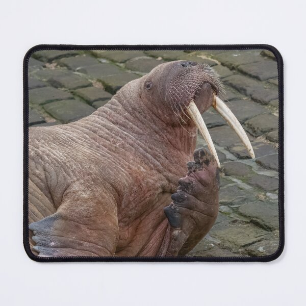 Item preview, Thor the walrus striking a pose designed and sold by AliMarleyPhoto.